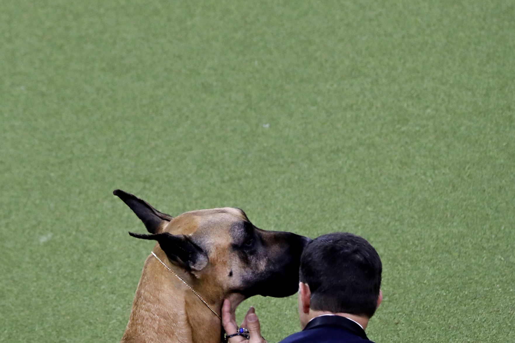 17. Great Danes